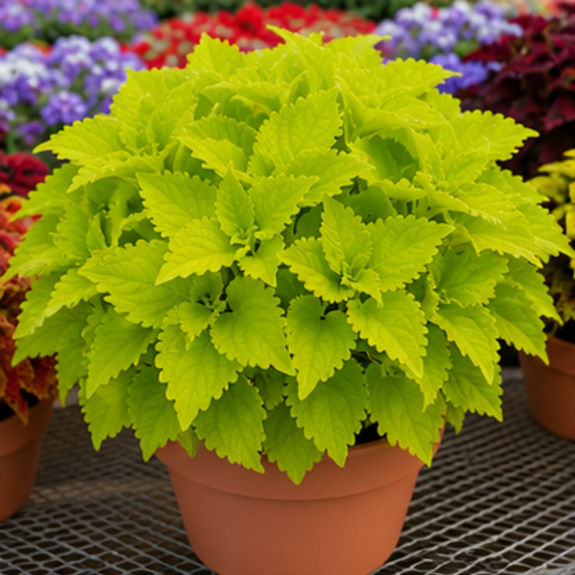 🌿Cibuloviny Coleus🌷 – Naplňte svou zahradu barvami🌈