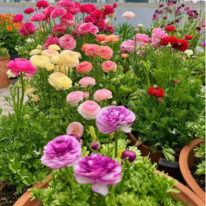 Cibule pryskyřníku – jemné, elegantní, nezapomenutelné 🌸