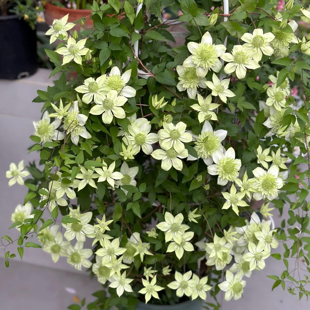 Semena plaménku – královny vinné révy