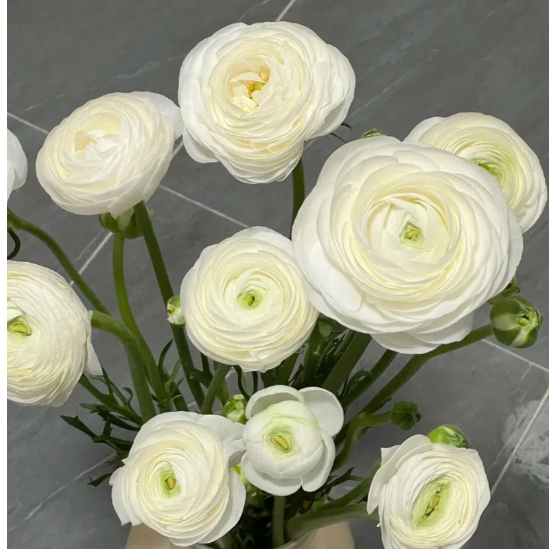 Cibule pryskyřníku – jemné, elegantní, nezapomenutelné 🌸