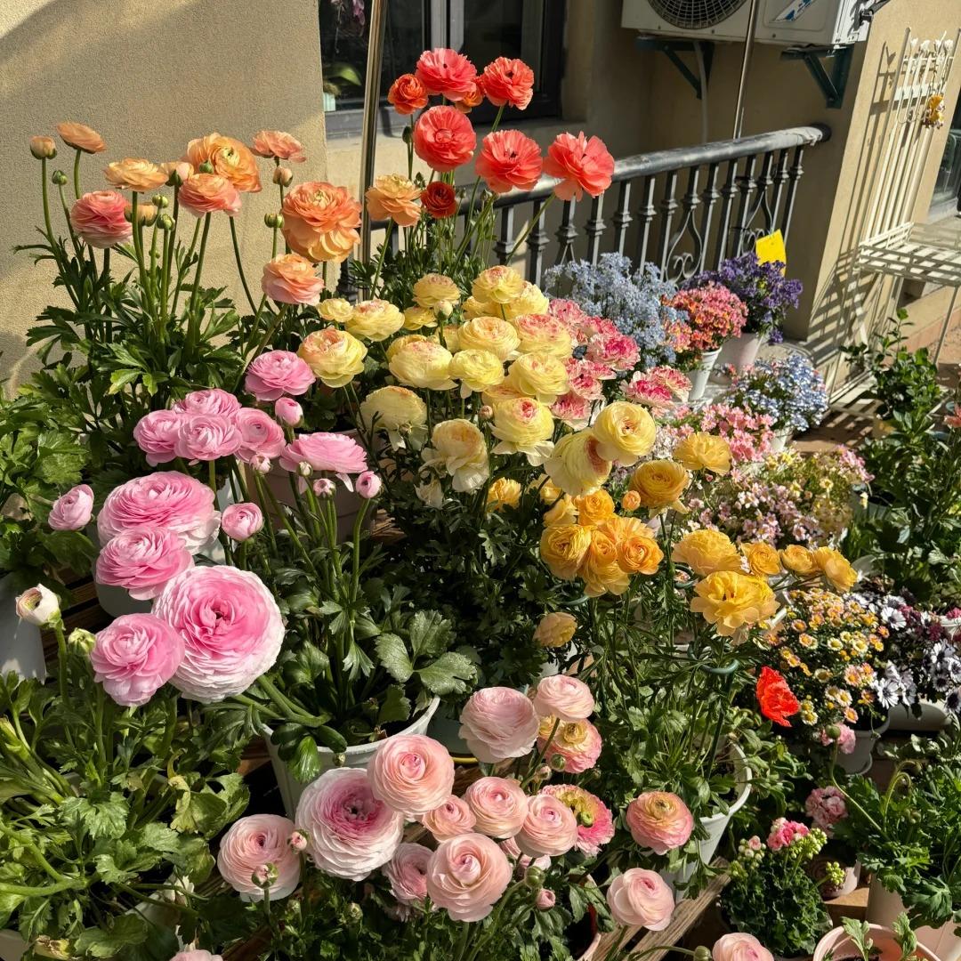 Cibule pryskyřníku – jemné, elegantní, nezapomenutelné 🌸