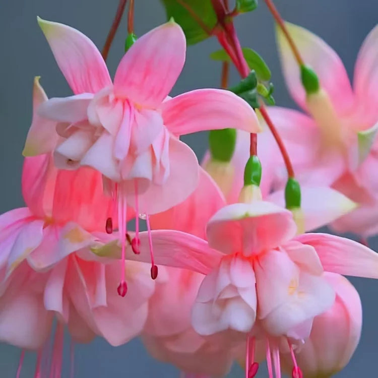 🌺Semínka fuchsie - květ lucerny