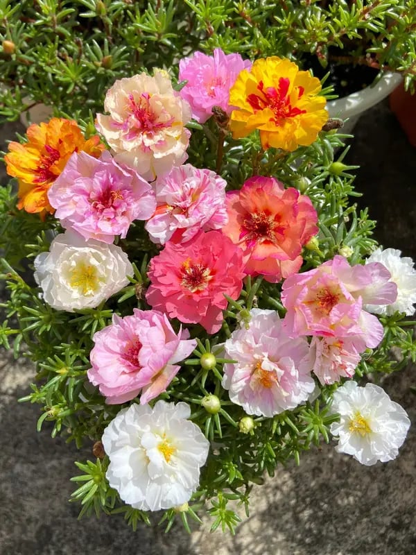 🌸Semena mechové růže – 🌿Semena trvalek / Velké květy / Snadno pěstovatelné