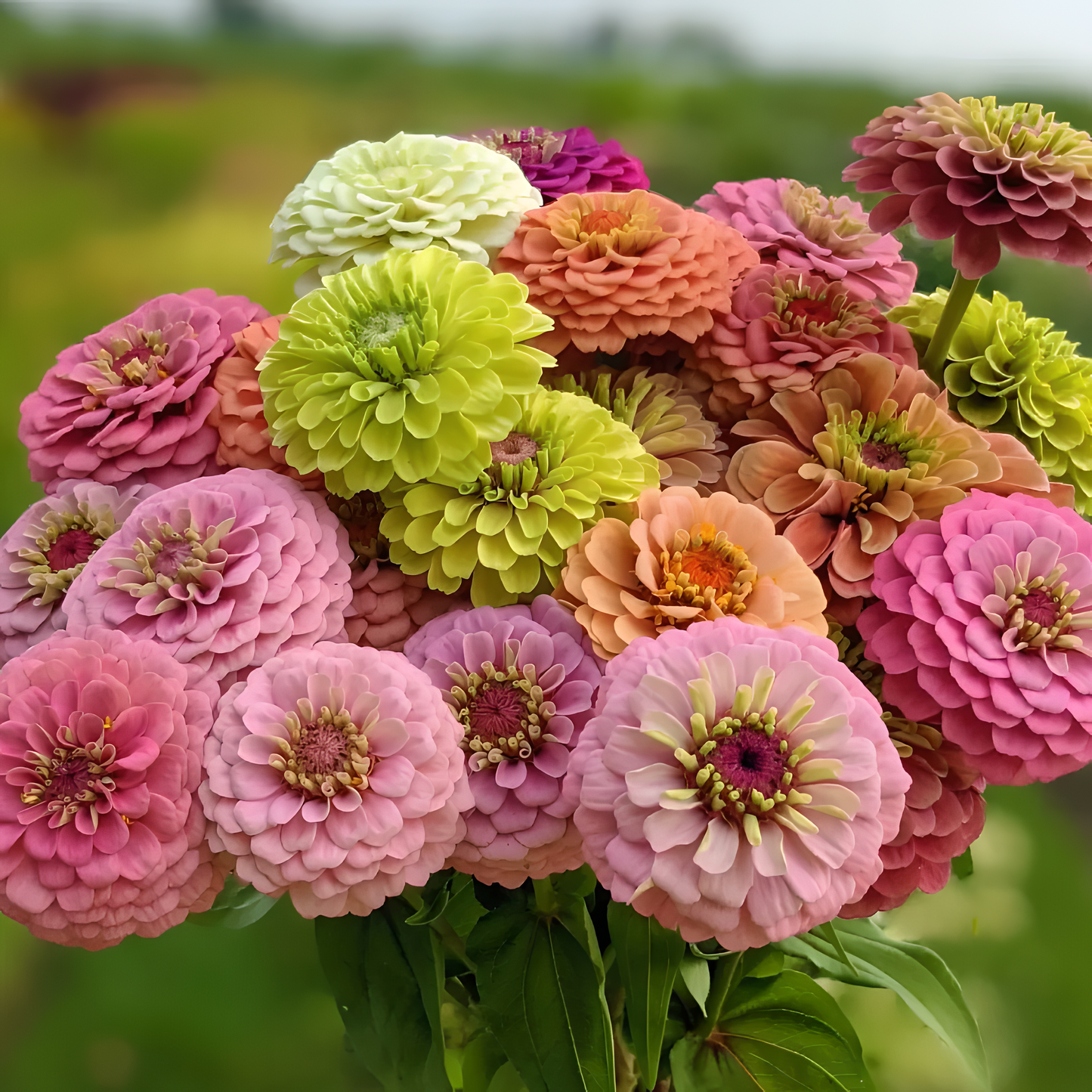 🌺Semínka dvojité cínie ve smíšených barvách