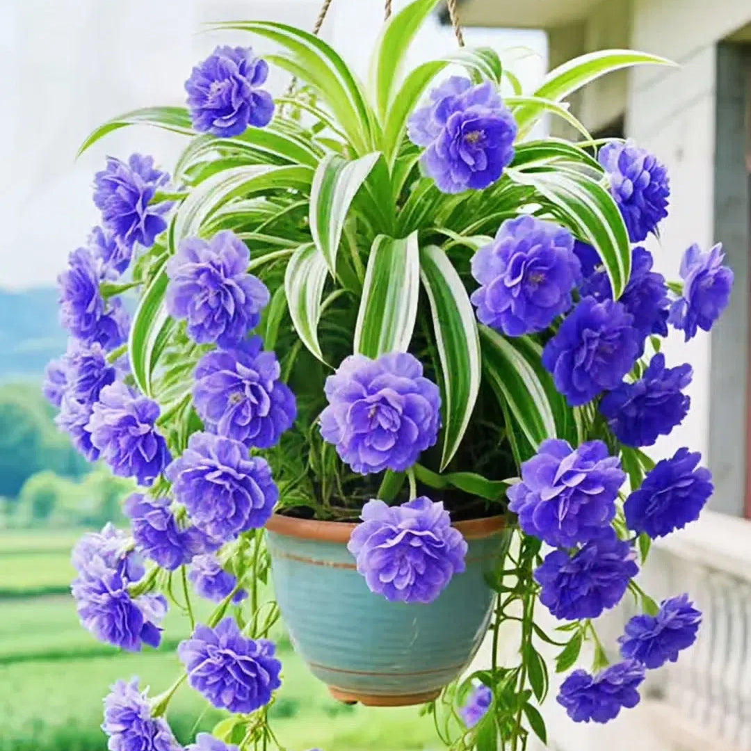 Semena/cibule rostliny pavoučí květiny Grand Bloom 💐 Mistrovské dílo barev a půvabu přírody