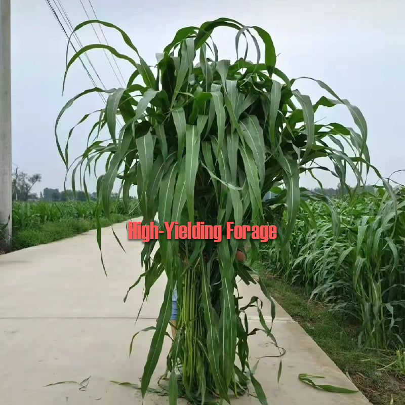 🌿Hybridní odrůda čiroku a súdánské trávy ✅Vysoce výnosné krmné semeno