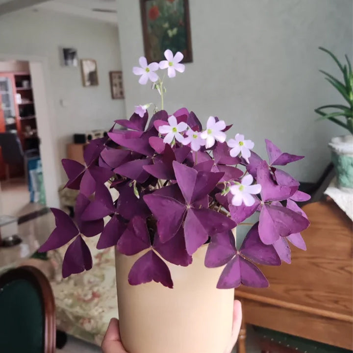 💜Cibulky šťovíku Purple Luck