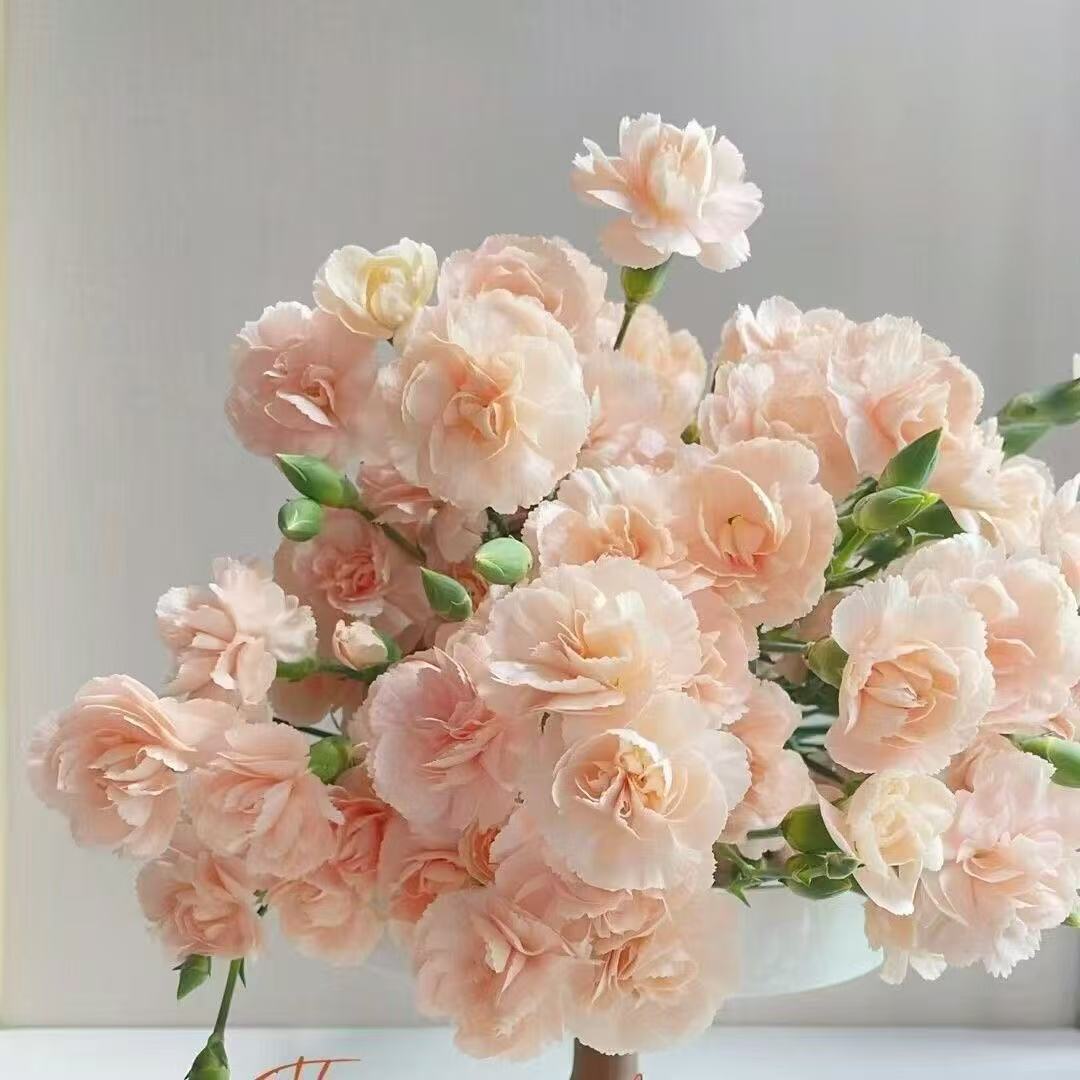 Voňavé zahradní kouzlo – Pěstujte klasické karafiáty, které ohromí každou sezónu🌺