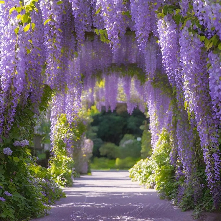 🌸Semínka vistárie – Kaskádovitá krása zahrady po celý rok💗