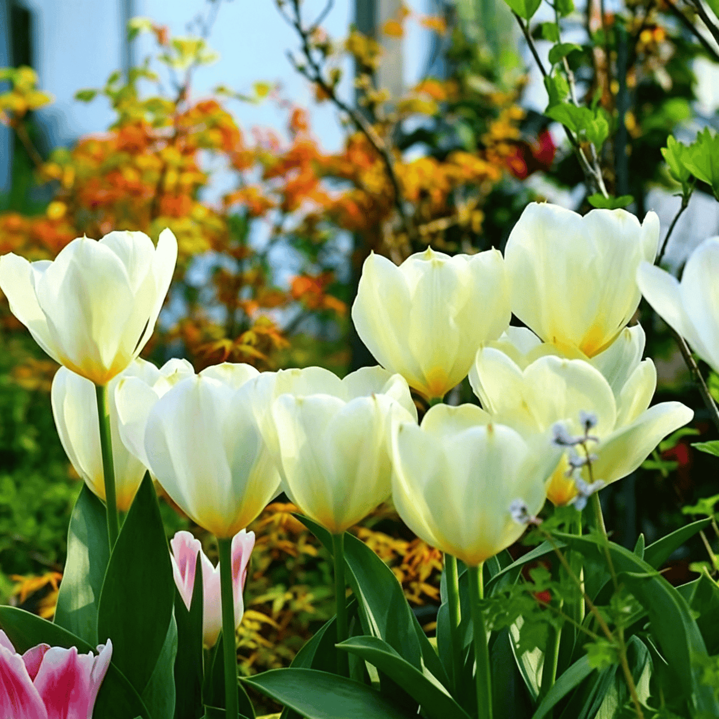 🌷Vzácná semínka tulipánů – Barevné jarní květy do květináčů, záhonů a zahrad