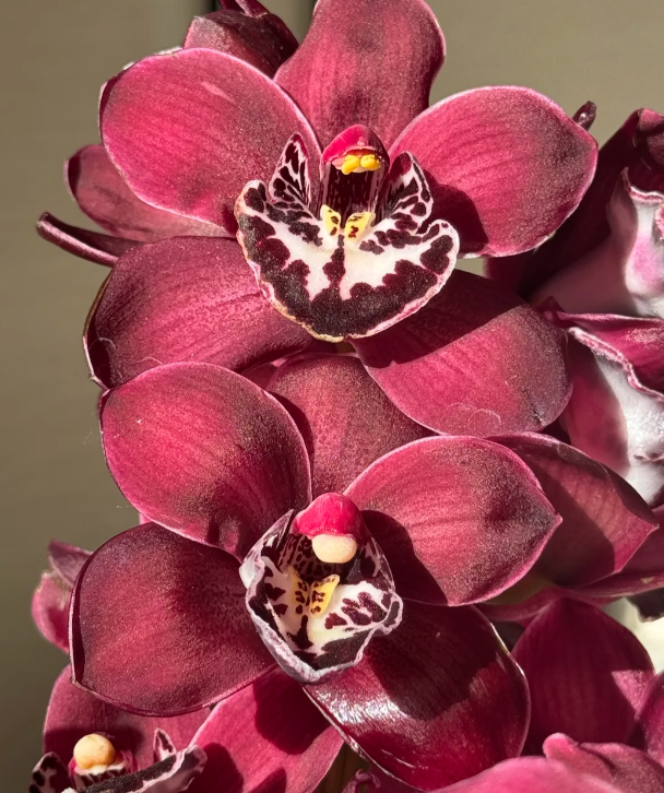 👑 Královna orchidejí – cibulky cymbidia s dlouhou životností