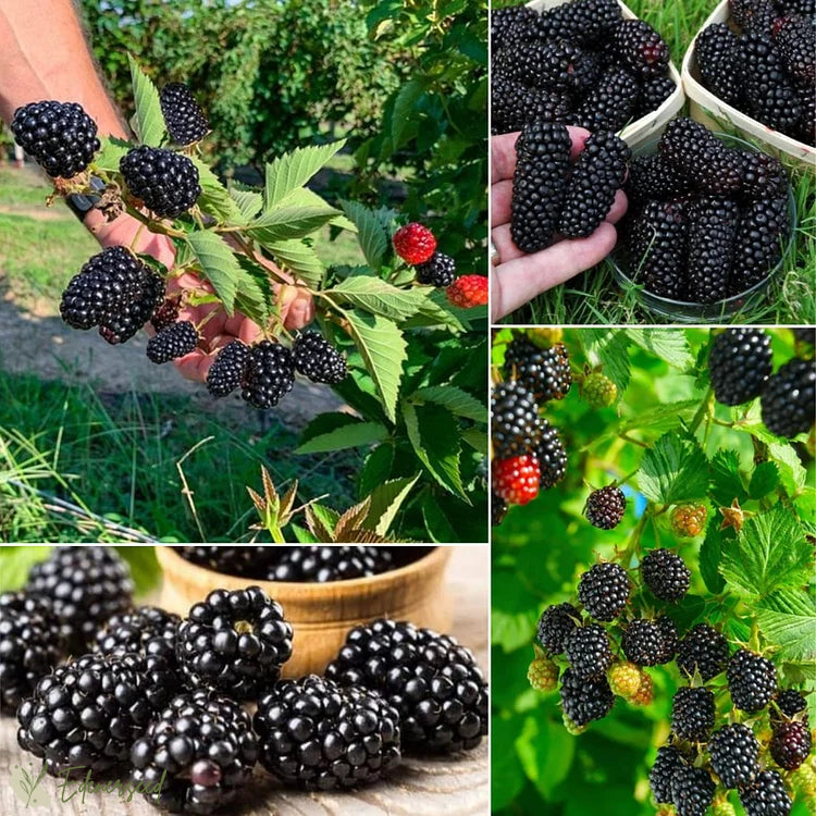 Semena sladké obrovské ostružiny