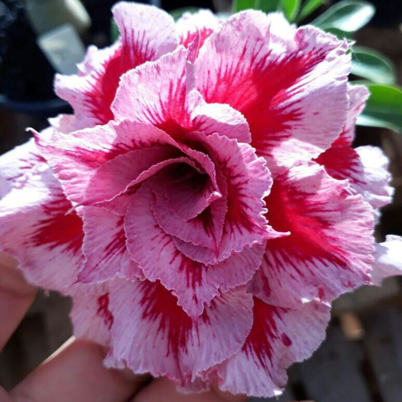 🎁Cibulky pouštní růže🌵Velmi snadná péče! 🌸Cibulky Adenium Obesum