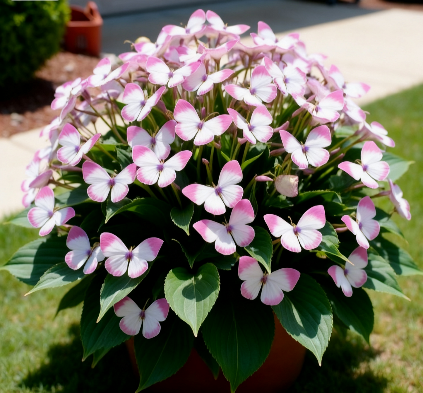 🦋🌈 Luxusní cibulky motýlů – exploze barev v každém okvětním lístku! 🌸