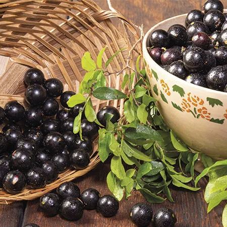 Jabuticaba hroznová semínka