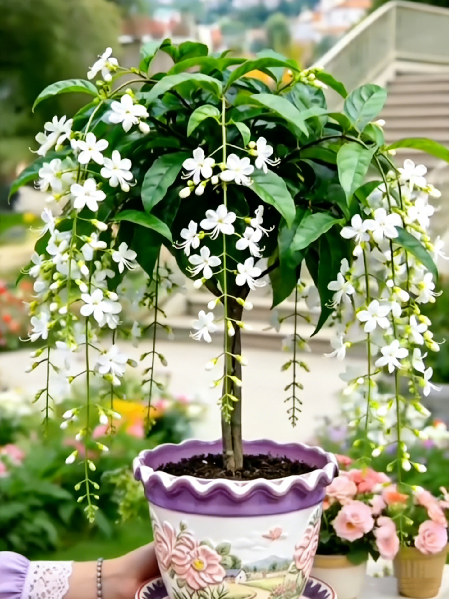 🌸【Klíčení 7 dní】Poslední den SLEVA AŽ 50 %💐Vzácné cibulky květů plačícího jasmínu