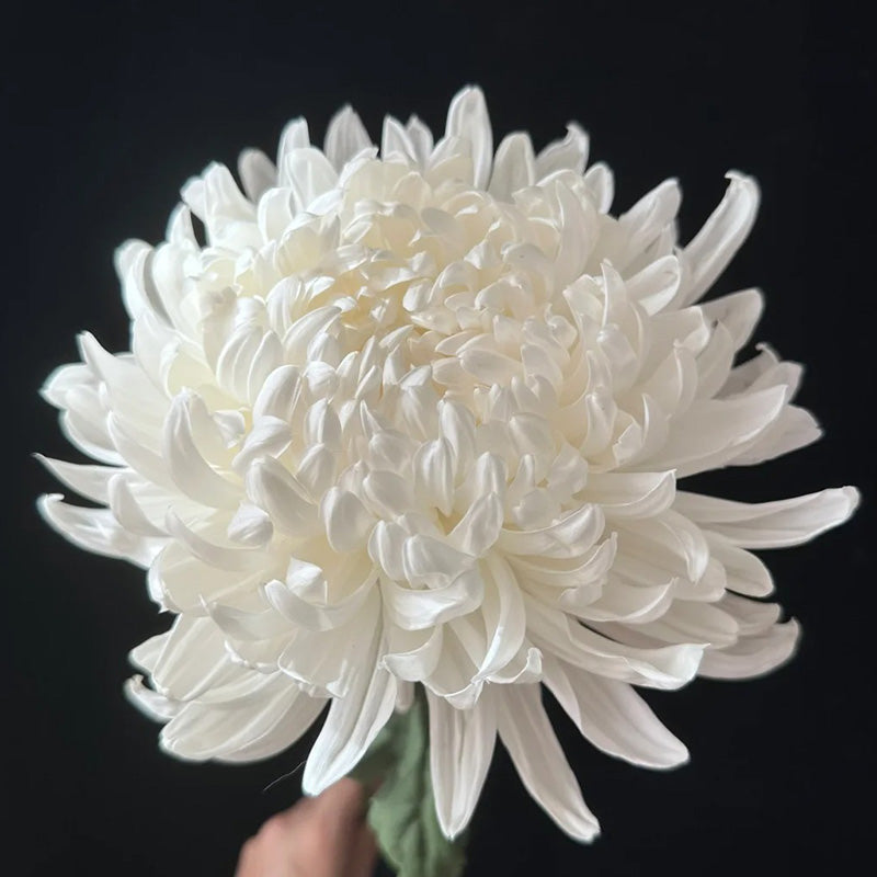 🌺Květina elegance🌼Semínka obří chryzantémy