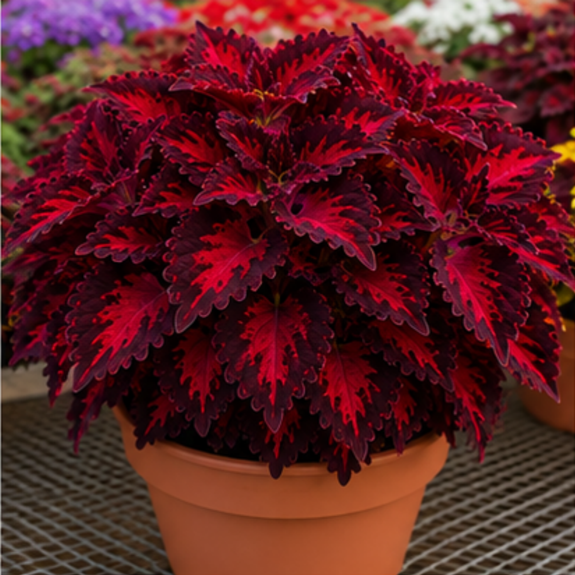 🌿Cibuloviny Coleus🌷 – Naplňte svou zahradu barvami🌈