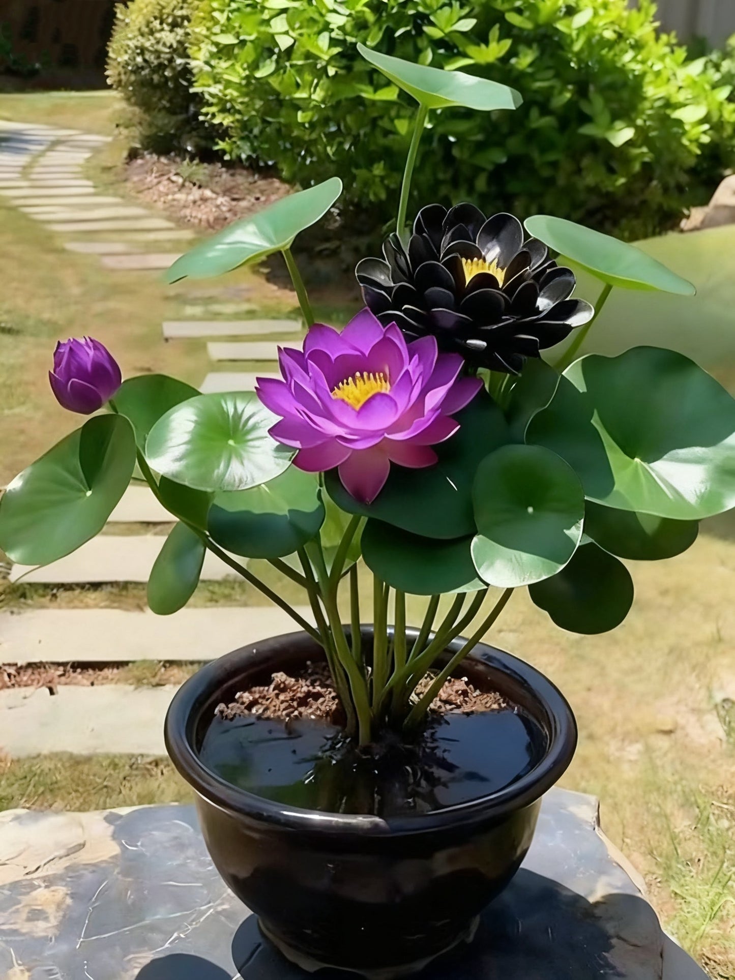 🌌💜 Lotosový stín – vzácná kráska ve vaší zahradě🌸