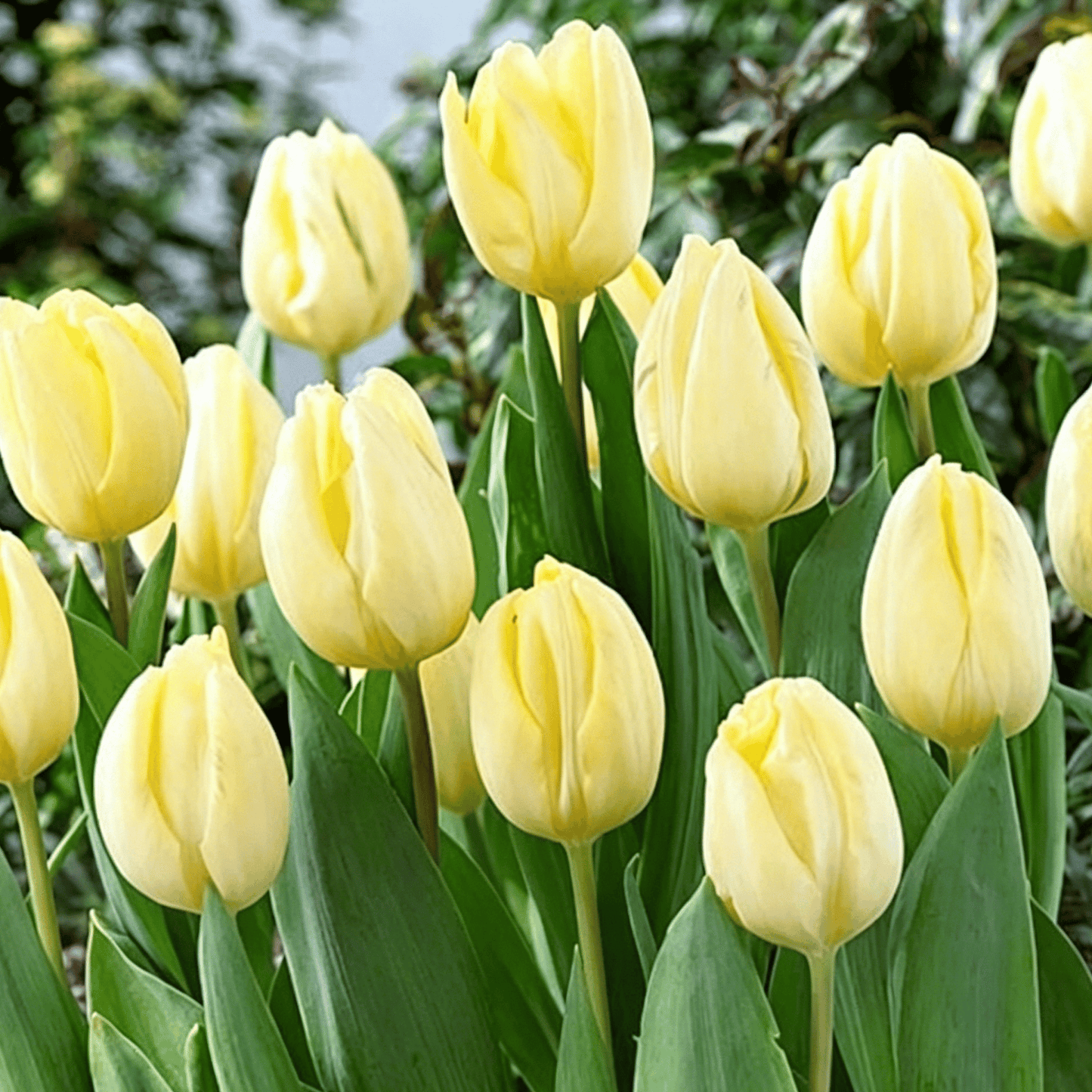 🌷Vzácná semínka tulipánů – Barevné jarní květy do květináčů, záhonů a zahrad