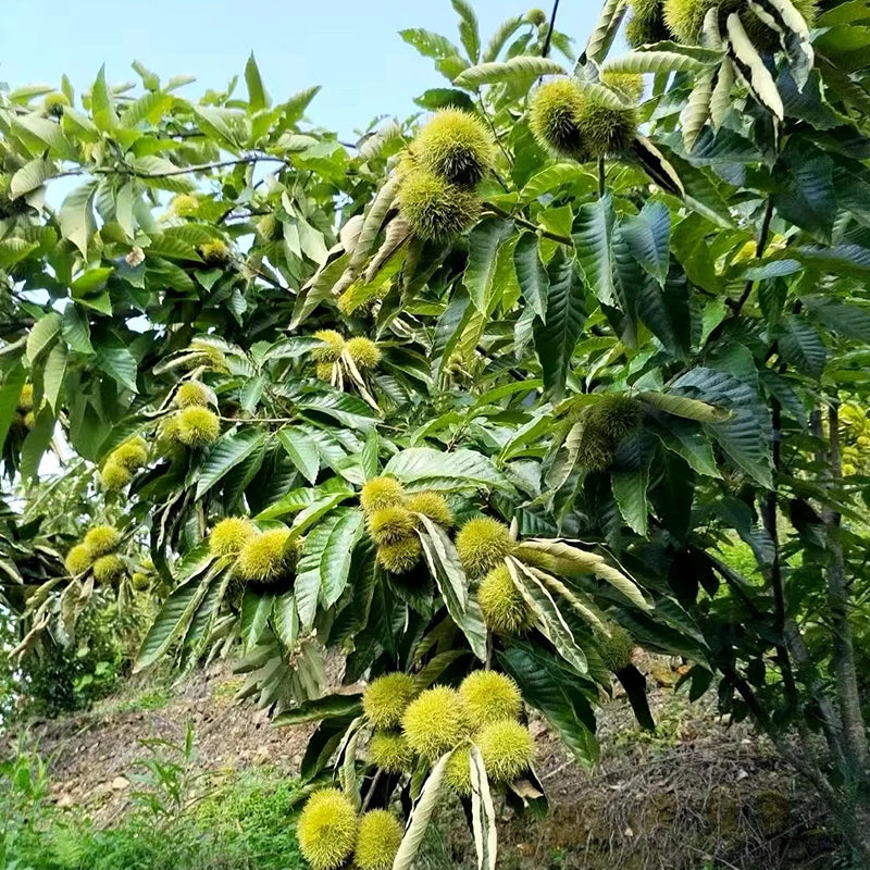 Semena zakrslého jírovce – sladké a aromatické ořechy