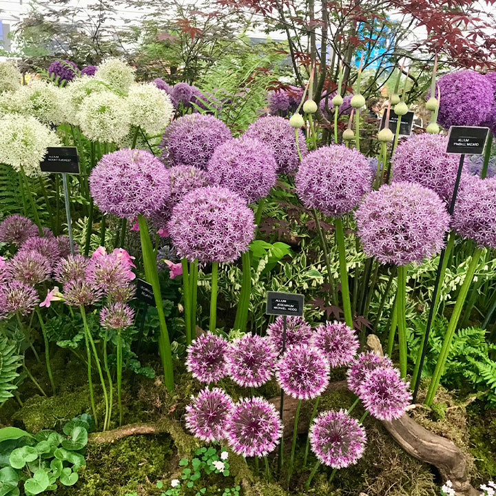 okrasný cibulový květ Allium Giganteum