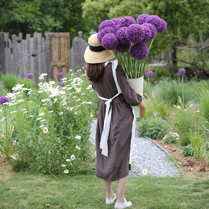 okrasný cibulový květ Allium Giganteum