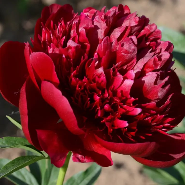 🔥POSLEDNÍ DEN SLEVA 45%🌺KRÁLOVNA KVĚTIN - DVOJITÁ PĚNA