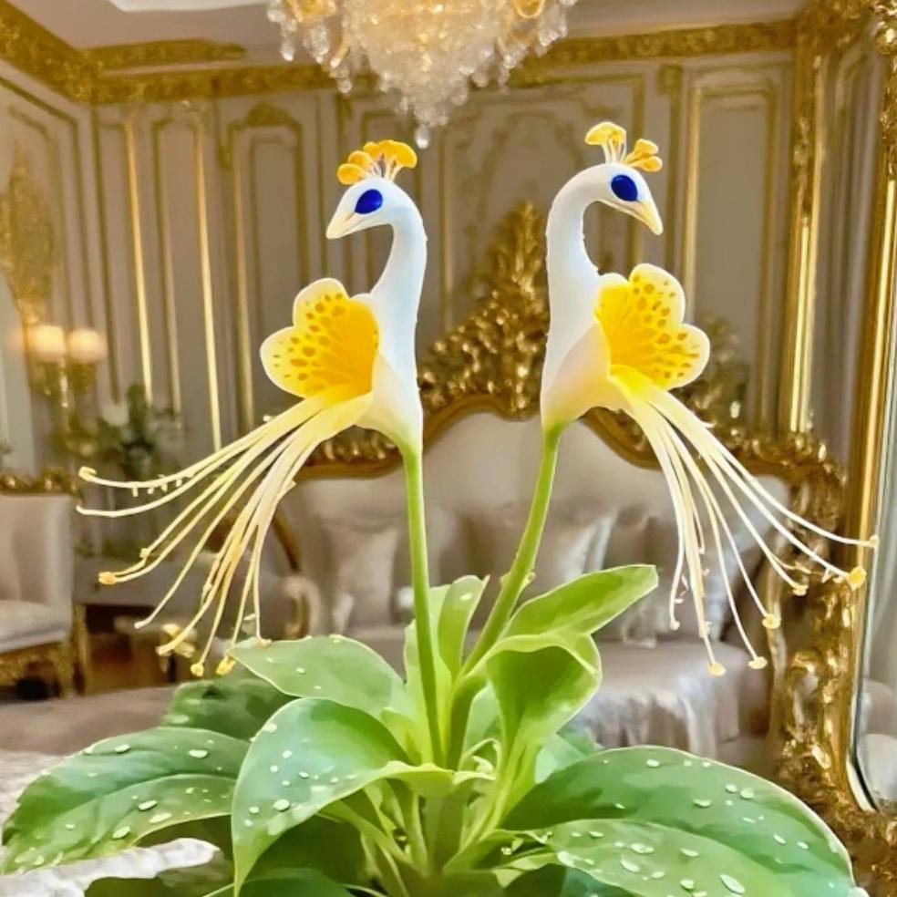 🦚 Páví orchidej