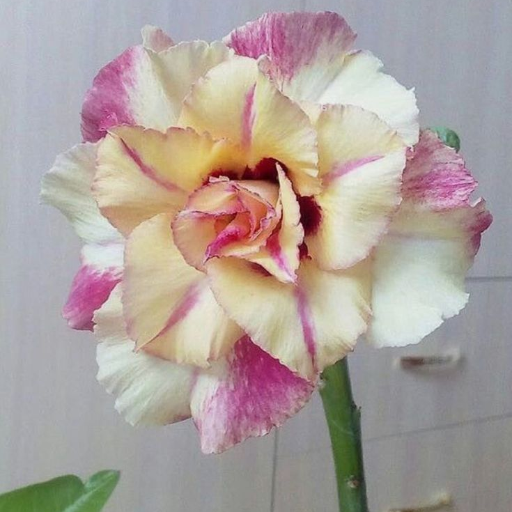 🎁Cibulky pouštní růže🌵Velmi snadná péče! 🌸Cibulky Adenium Obesum