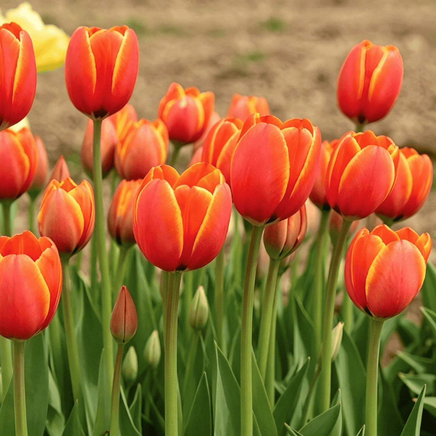 🌷Vzácná semínka tulipánů – Barevné jarní květy do květináčů, záhonů a zahrad