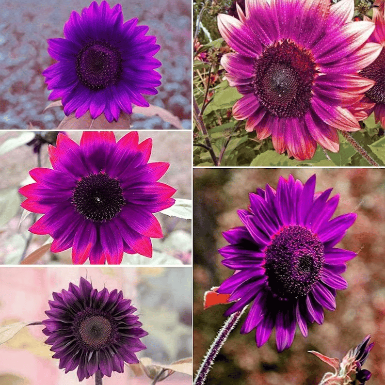 Posledních 8 000 semínek💜 Obří slunečnicová semínka Midnight Sun 🌻 Vzácná odrůda, která dorůstá do výšky 2,4 m a více.