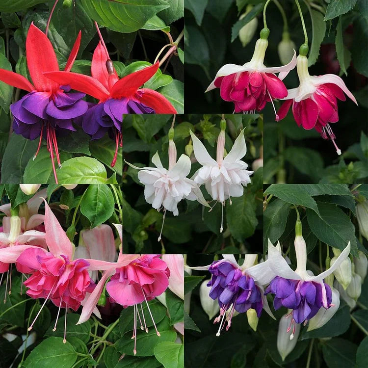 🌺Semínka fuchsie - květ lucerny