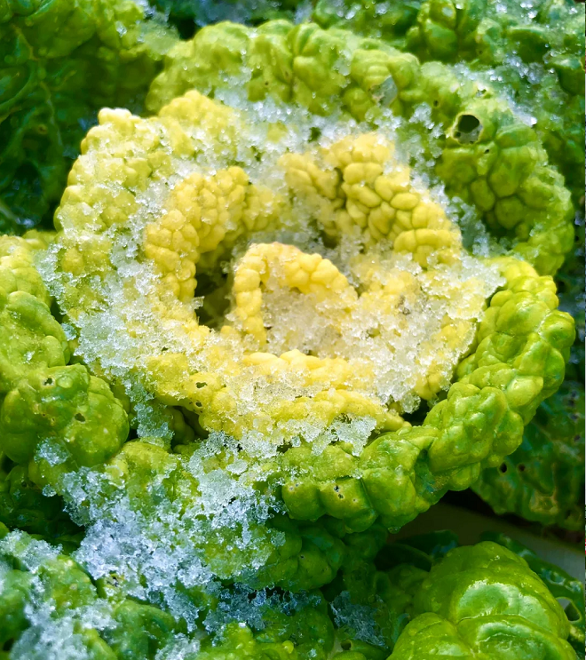 Semena Brassica Narinosa (WuTat Choy)