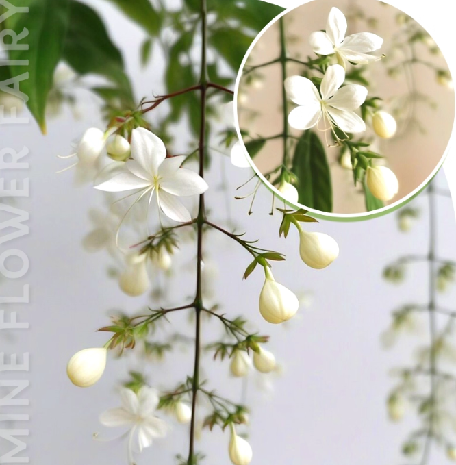 🌸Zimní závěsný jasmín – pokojová rostlina snů🌿❄️