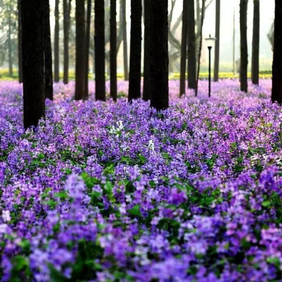 💜Semínka orchidejí v únoru | Nekonečné fialové moře