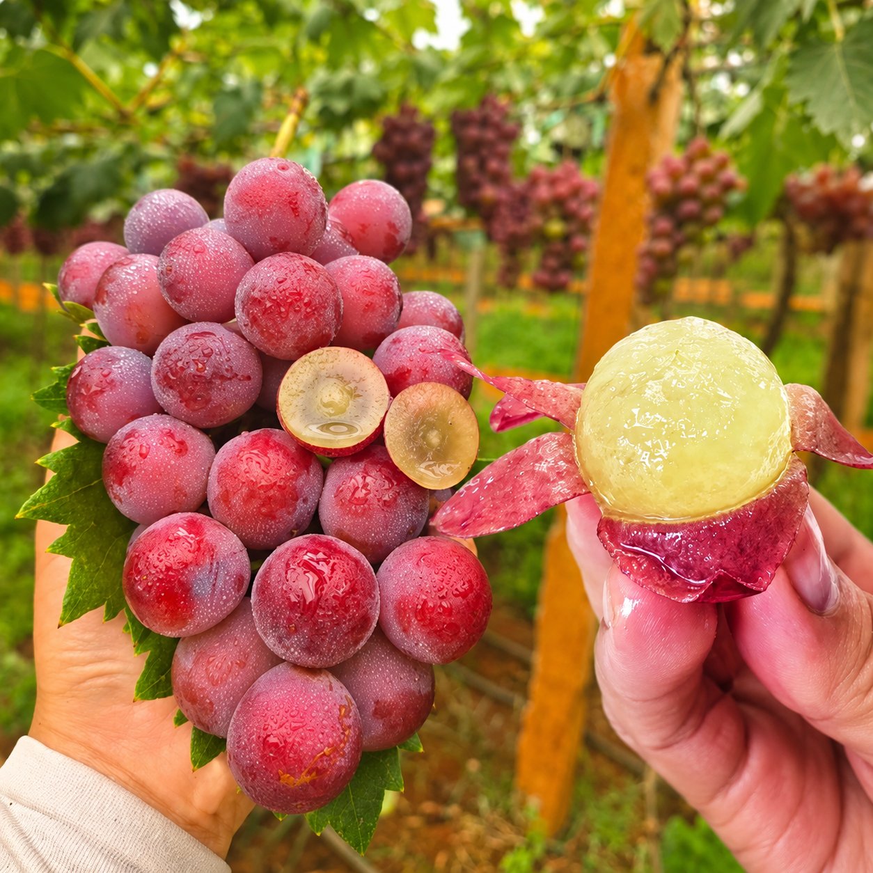 Limitovaná nová odrůda – hroznová semínka Queen Nina pro sladké a šťavnaté zahradní sklizně 🍇