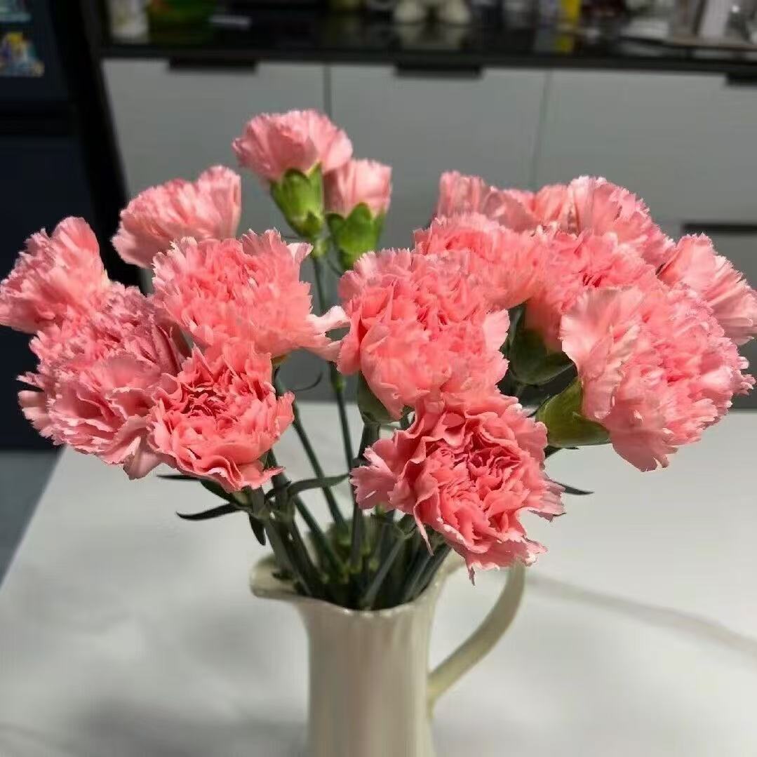 Voňavé zahradní kouzlo – Pěstujte klasické karafiáty, které ohromí každou sezónu🌺