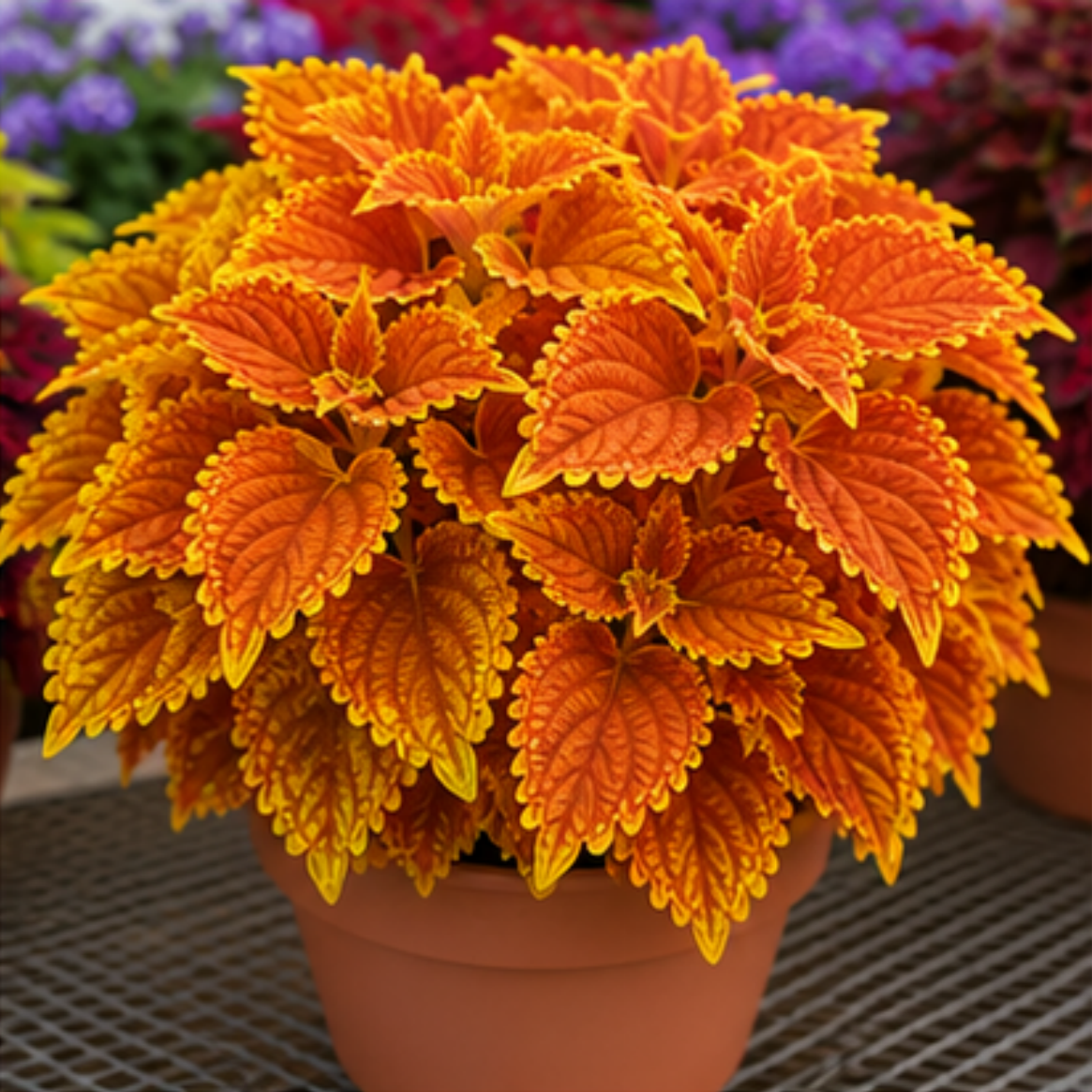 🌿Cibuloviny Coleus🌷 – Naplňte svou zahradu barvami🌈