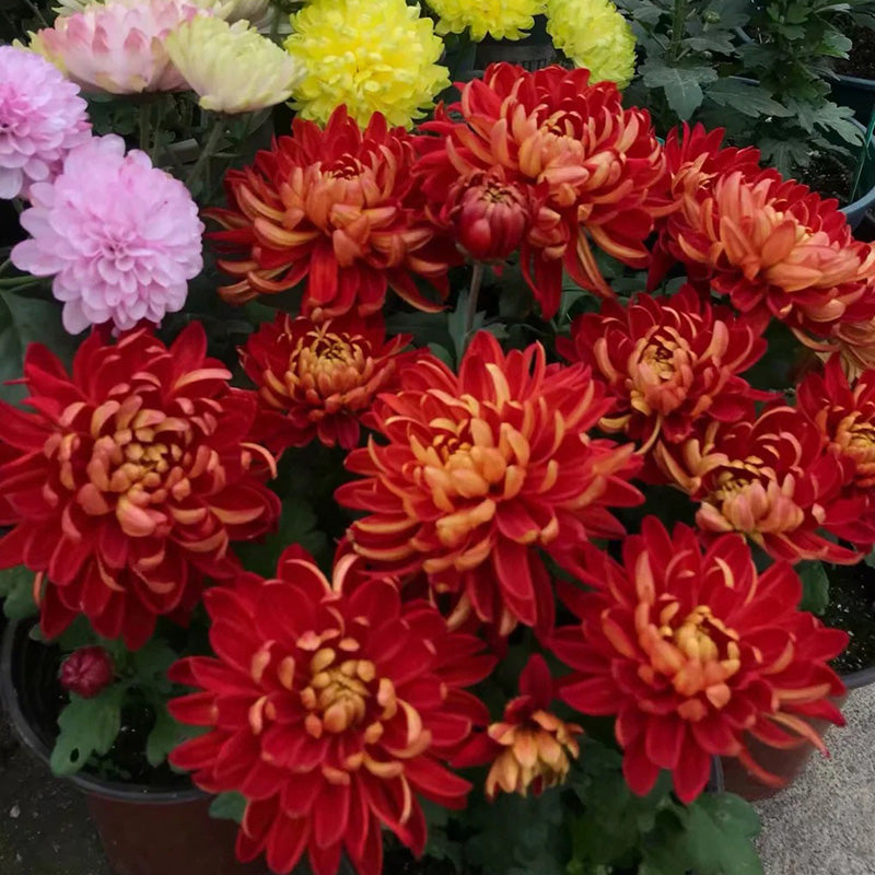 🌺Květina elegance🌼Semínka obří chryzantémy