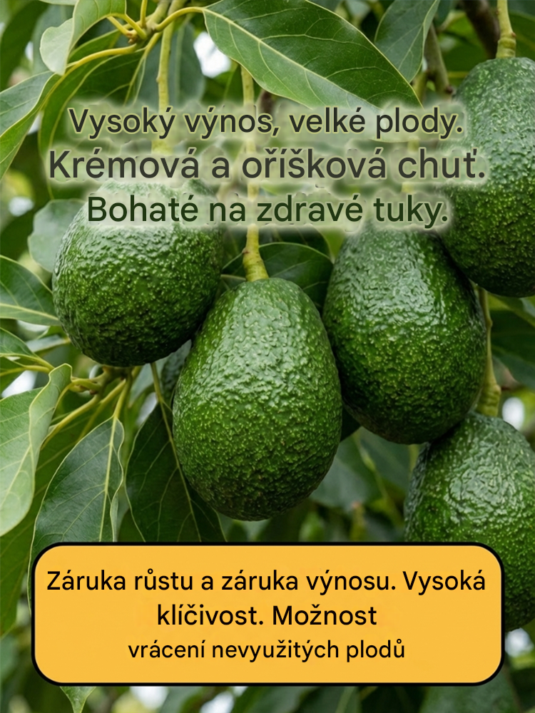 Sazenice mexického avokáda (plod prvního roku)