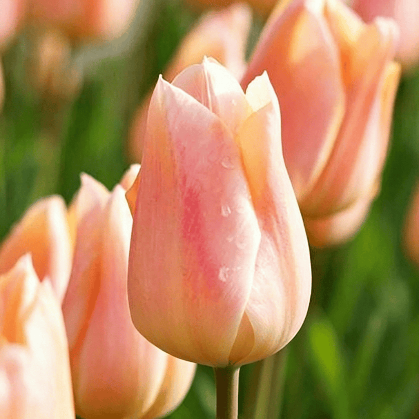 🌷Vzácná semínka tulipánů – Barevné jarní květy do květináčů, záhonů a zahrad