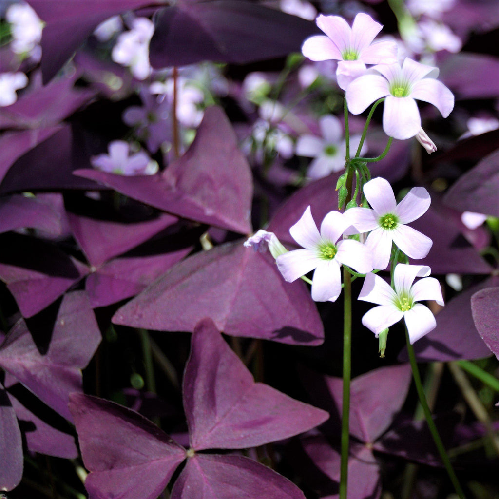 💜Cibulky šťovíku Purple Luck