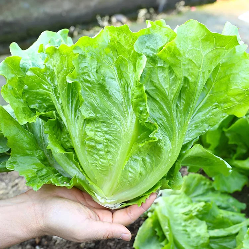 🌱 Vypěstujte si vlastní italský salát ze semínek – křupavý, sladký a snadno se sklízí