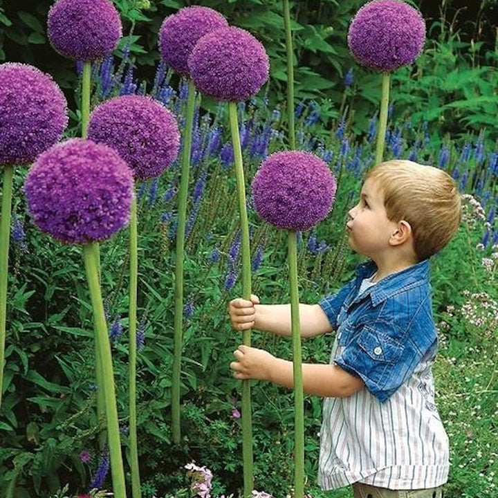 okrasný cibulový květ Allium Giganteum