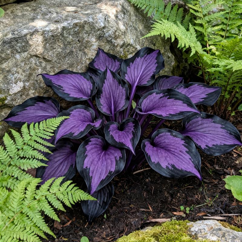 💥Žhavý výprodej 2025 🌌Semena hosty Midnight Purple Heart, trvalka milující stín do zahrady