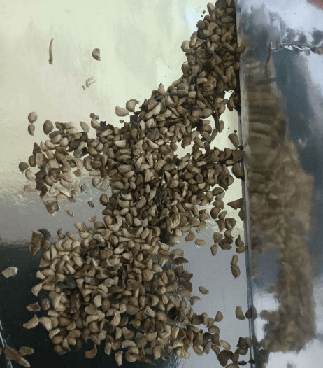 🔥Semínka sladké obří ostružiny