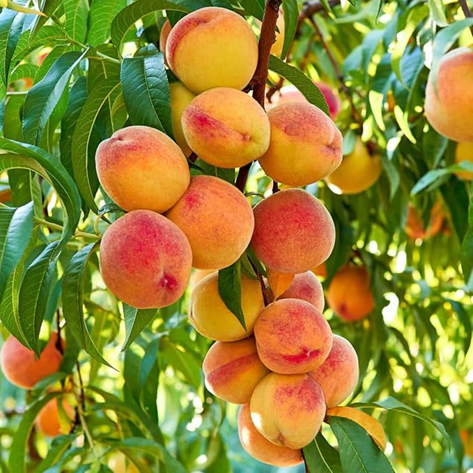 🍑Velmi sladká a šťavnatá broskvová semínka