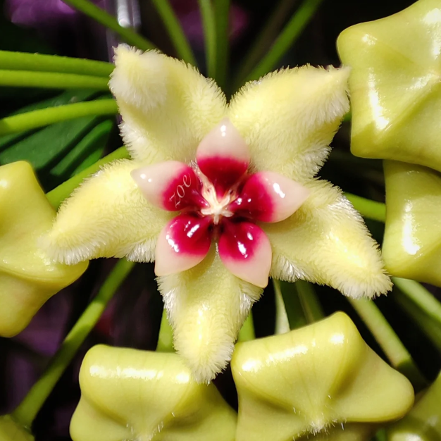 ✨Hoya Bulbs – Hvězdy padající z nebe✨