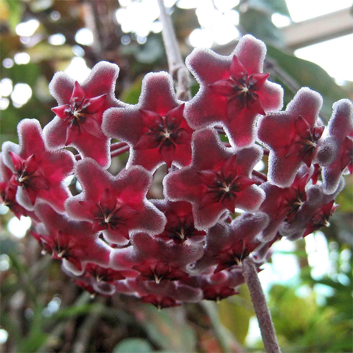 ✨Hoya Bulbs – Hvězdy padající z nebe✨